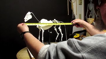 Announcing the Start of a New Instructional DVD on the Horse