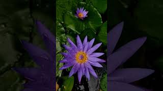 Blue Whistle Water Lily Nelumbo Nymphs Aquatic Plants