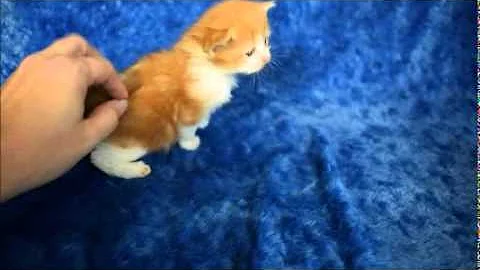 Watch the video about Giovanna - Red Bicolor Tabby Munchkin Kitten from www.RagdollKittens.net