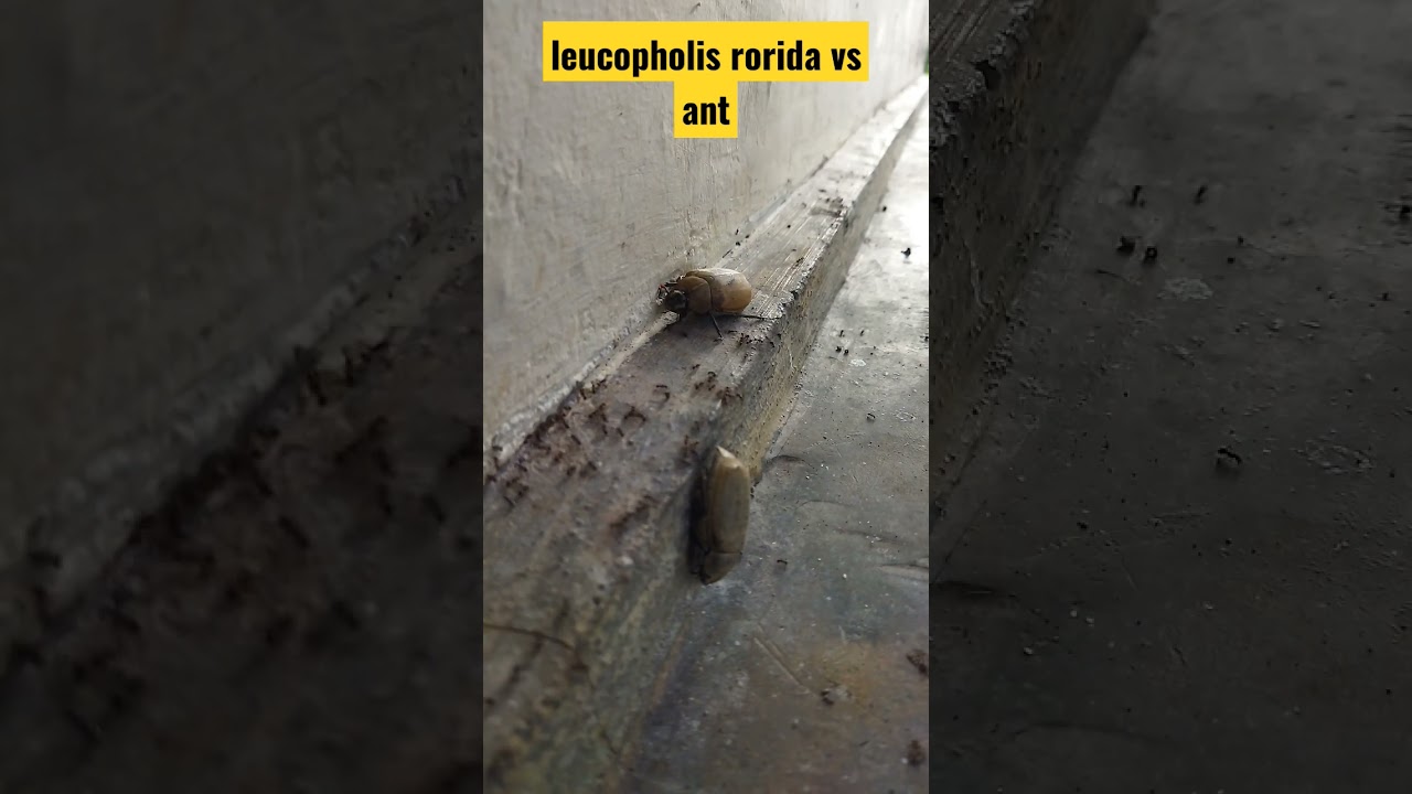 leucopholis rorida vs ant