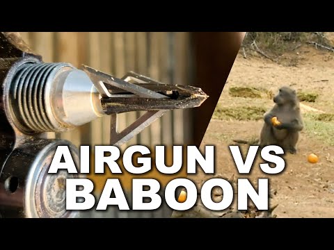 Baboon Hunt with .50 Cal AIR RIFLE