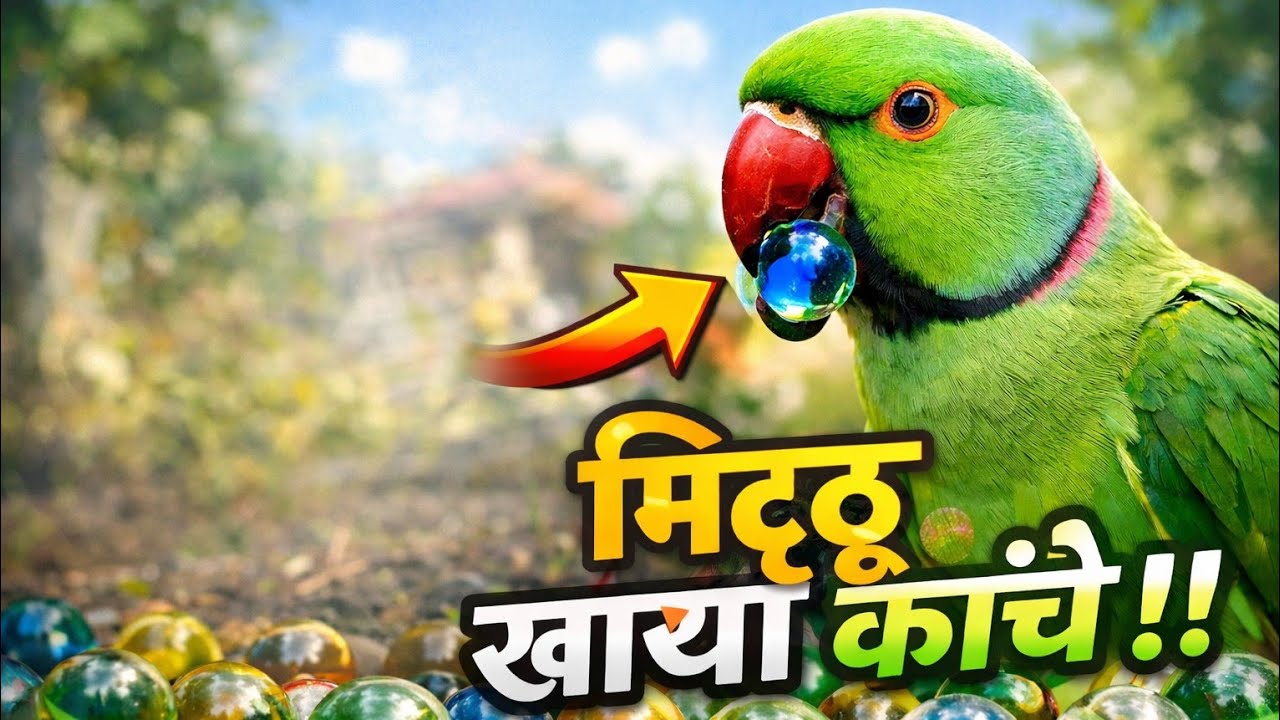 Mitthu ne khaya kanche new video#beatvideo#anytimebestvideo#blockbuster#direrct by aasimali#parrotMP