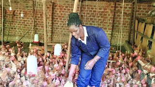 How to feed your chicken to maximize production and profits screenshot 4