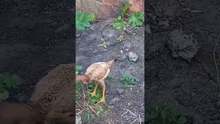 Desenvolvimento Dos Frangos índio gigante 🐓🐔