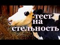 как проверить корову  на стельность