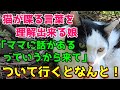 #204【猫の不思議な話】猫の言葉が理解できる娘「ママに話があるみたいだから来て」と言われついていくとなんとその内容が・・「あの時の人を探しなさい？」