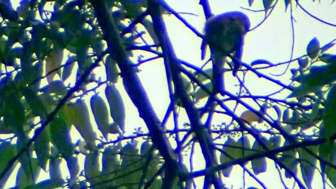 Looking like "Brown Bullfinch" in the misty tree_5.