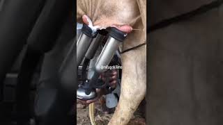 TUNAUZA MASHINE YA KUKAMULIA NG'OMBE MAZIWA | WE ARE SELLING COW MILKING MACHINE