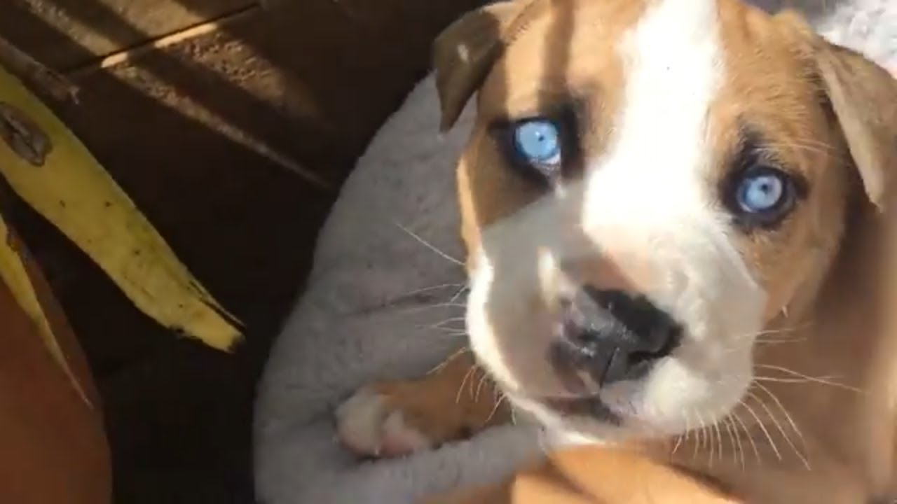 Pit bull puppy with piecing blue eyes.     