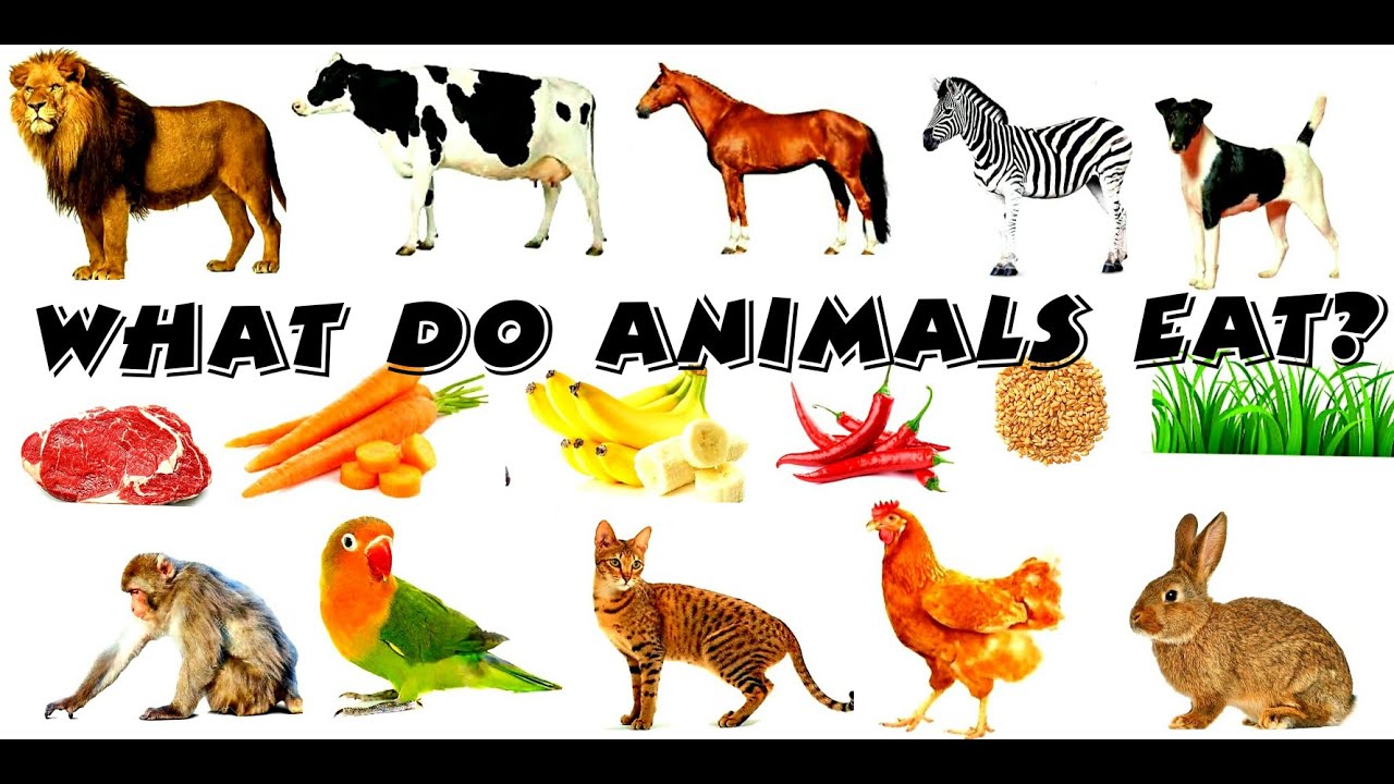 Learn What do Animals Eat? || Animals And Their Foods. - YouTube