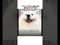 サモエドの魅力と他の犬の魅力をぶつけたらとんでもないことになったｗｗｗ