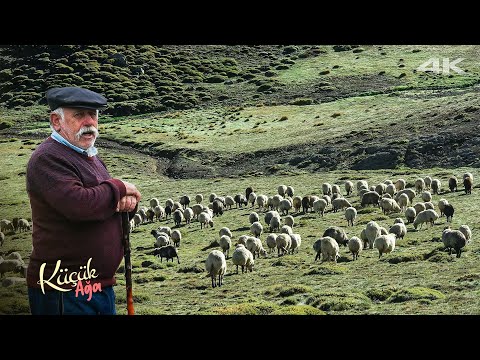 Yılların Yayla Çobanı Reis: Küçük Ağa | Belgesel ▫️4K▫️