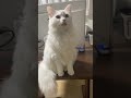 寝ぼけてベロをしまい忘れた猫がこちら　　#shorts