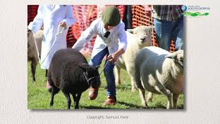 Findon Sheep Fair: Then and Now