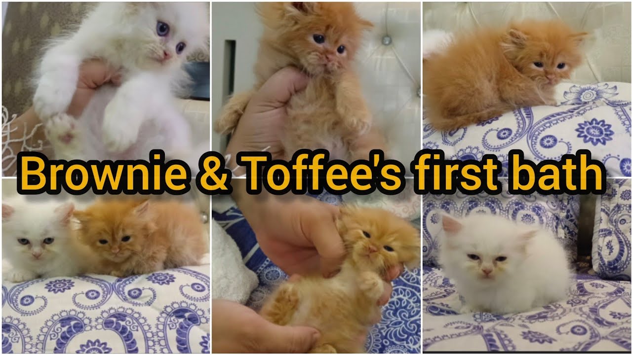 Baby Brownie and Toffee's first bath detail kitten bath video how