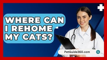 Where Can I Rehome My Cats? - PetGuide360.com