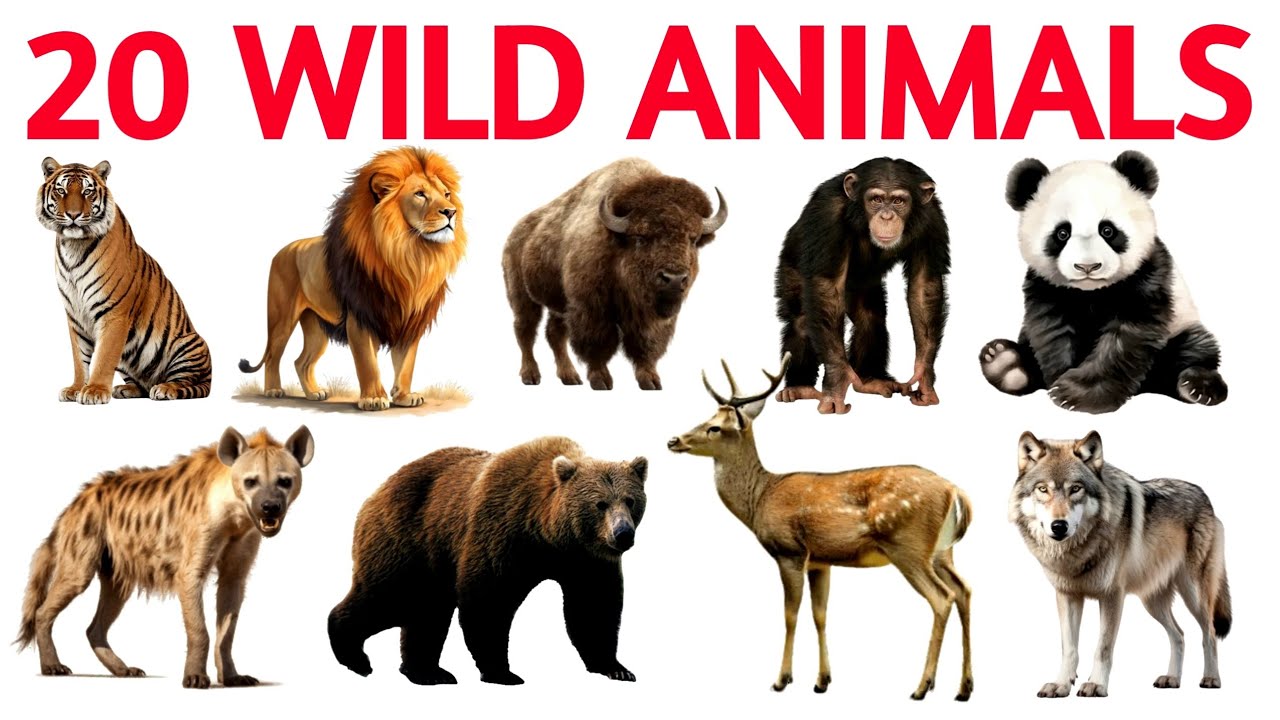 20 Wild Animals Name in English and Hindi | 20 जंगली जानवरों के नाम ...