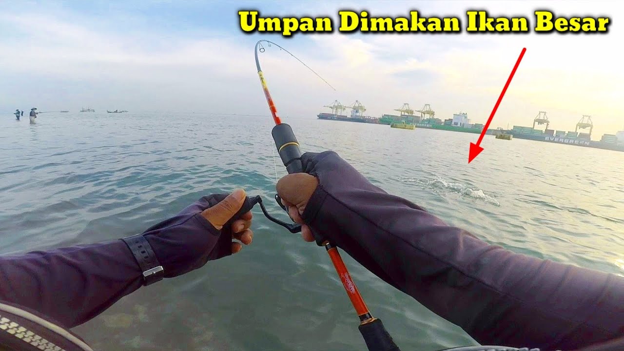 Ikan Besar Berdatangan Pasca Cuaca Buruk Berakhir 