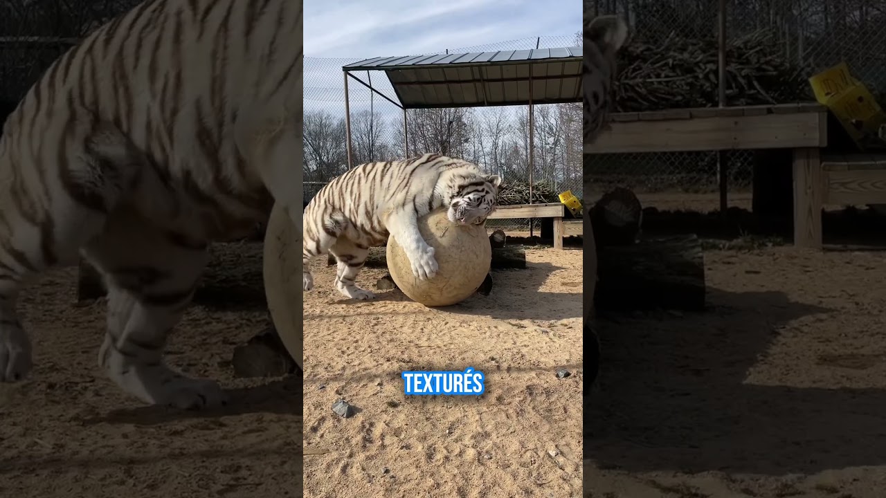 L’histoire de Kira notre tigre blanche #tigre #animaux #zoo  #BienÊtreAnimal #intelligenceanimale