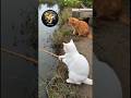 These Cats Tried Cooking Fish… Disaster Happened 🔥 #shorts