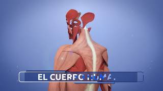 Los MÚSCULOS para niños El sistema muscular El cuerpo humano para niños Los MÚSCULOS para niños El sistema muscular El cuerpo humano para niños