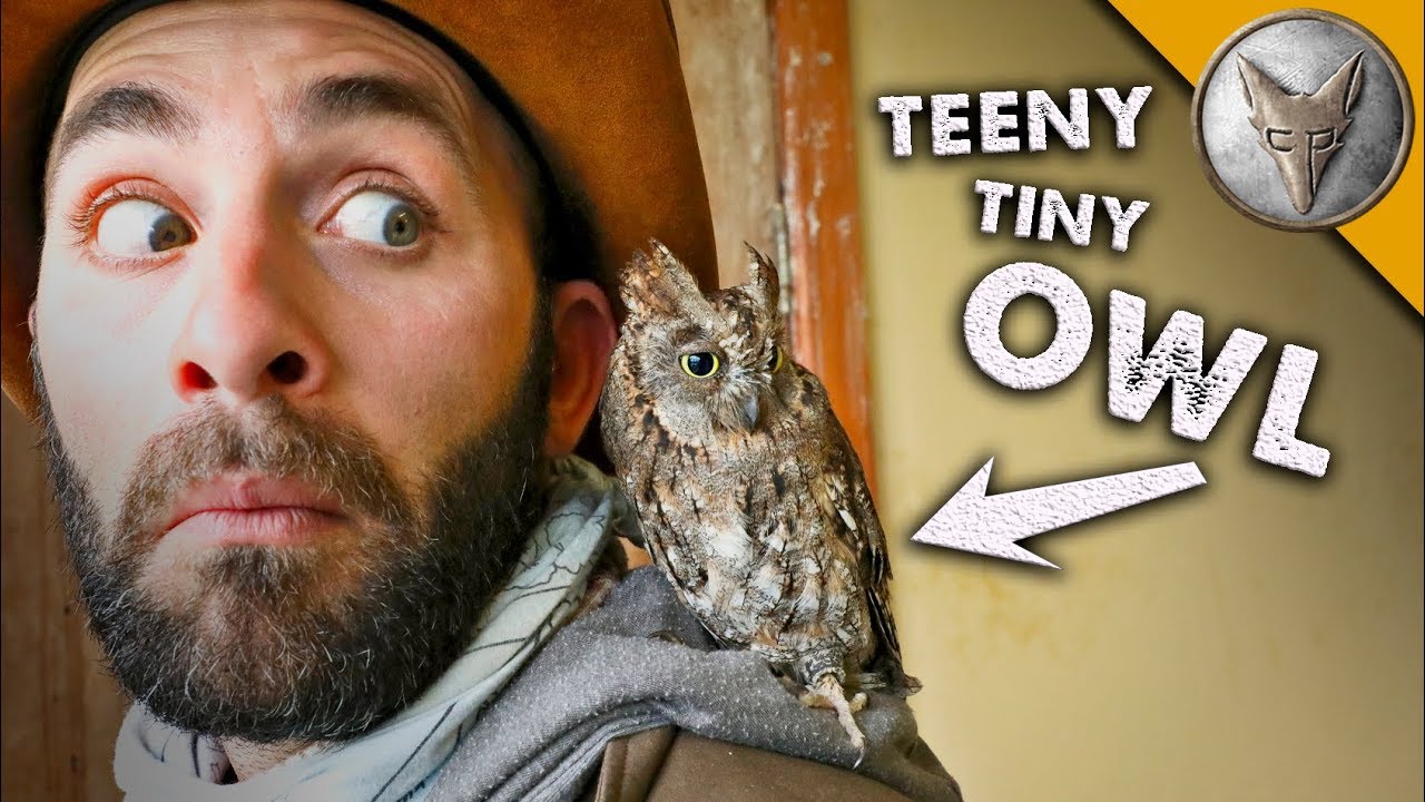 teeny tiny OWL! (o)v(o)