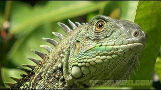 Iguana Hunting in Puerto Rico