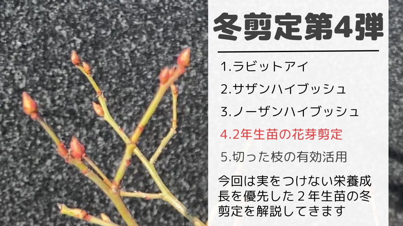 【ブルーベリー】2025年冬剪定第4弾～2年生苗の栄養成長を優先させた冬選定の様子をお届けします～