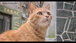 Chats Des Rues, Chats Vagabonds 😿 - 4K by HumourGer 2,588 views 3 years ago 1 minute, 36 seconds