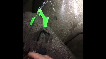 Học cách câu tôm hùm của người nhật