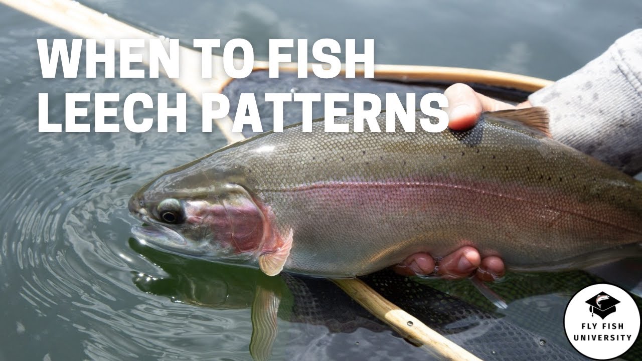 When Leech Patterns are DEADLY Effective in Fly Fishing Stillwaters 