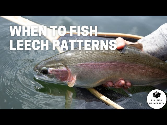 When Leech Patterns are DEADLY Effective in Fly Fishing