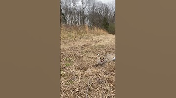 Bobcat on the trap line. #bobcat #trapping #shorts