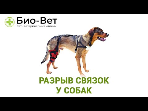 Разрыв связок у собак. Ветеринарная клиника Био-Вет.