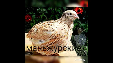 Виды перепелов
