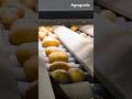 Amazing Potato Harvesting/Sorting Machine @Agrograde
