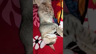 good night everyone.... have a sweet dream my friends #remix #music #phonk #beats #cat #cute #funny