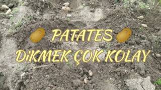 Patates Dikmek Çok Kolay L 1 Patatesten 1 Kg