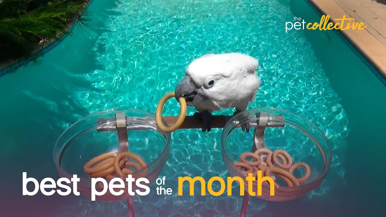Best Pets of the Month (August 2021) Dog Potato