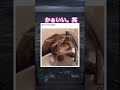 全然飲めてない。笑 #shorts#動物#かわいい#可愛い#癒し#癒し動画 #猫