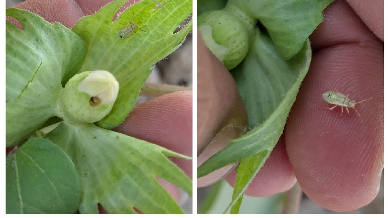 Miridae Cotton bug as an insect pest | Creontiades dilutus | Adult | Causing shedding of squares