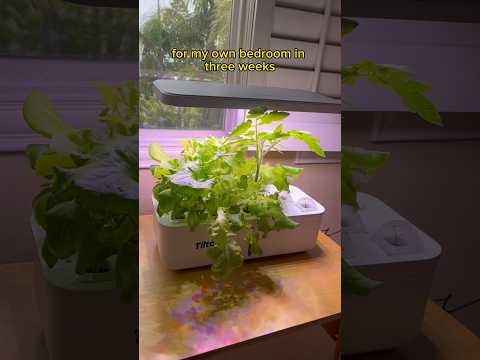 How To Start A Hydroponic Herb Garden