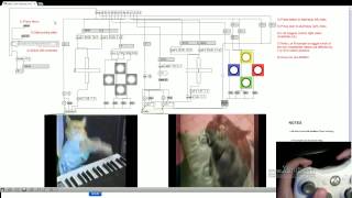 Xbox MIDI HID Max Patch Cat Remixer