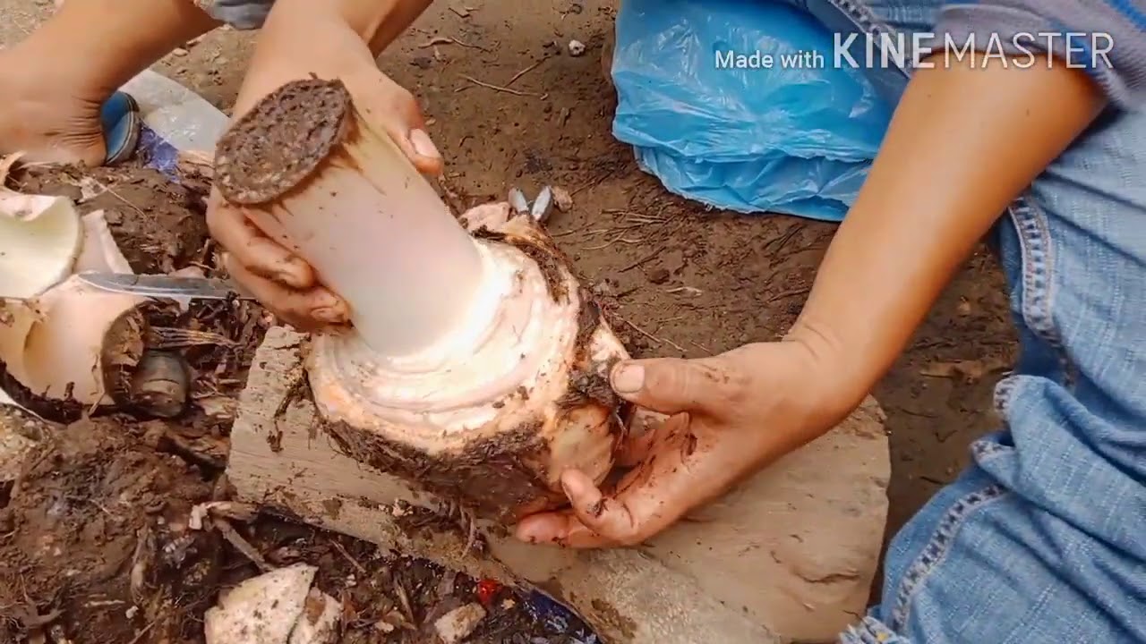 Paano gumawa ng tissue na lakatan..or macropropagation.