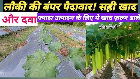 लौकी की फसल में खाद-दवा का सही तरीका | ज्यादा उत्पादन के लिए A से Z जानकारी