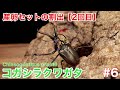 【コガシラクワガタ】産卵セットの割出【2回目】　#6