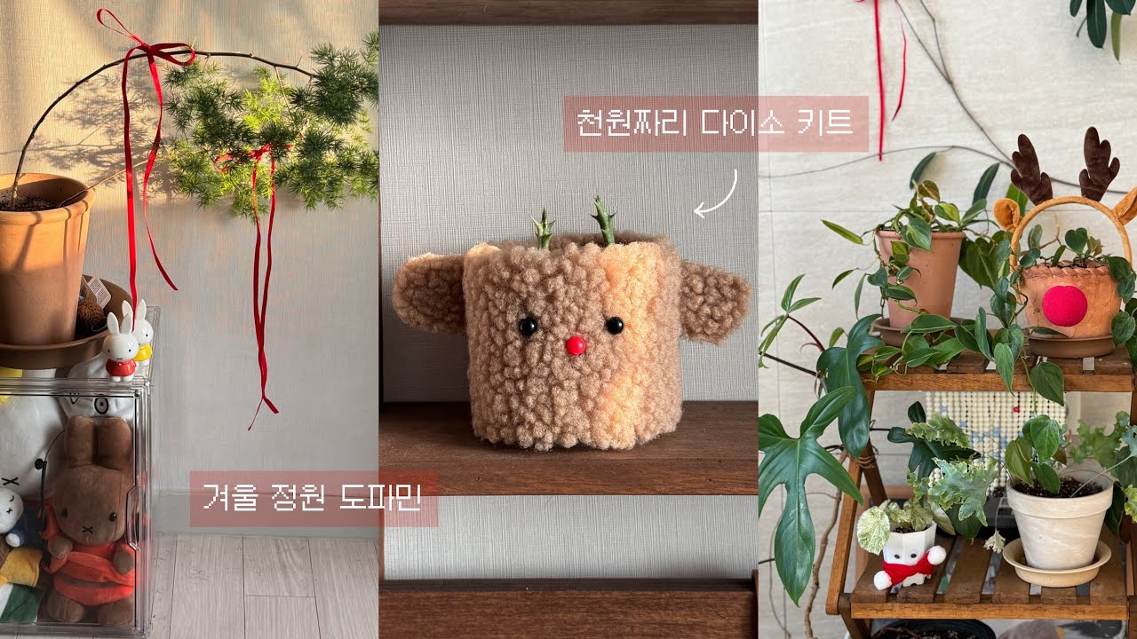 겨울에도 사고 파는 식물 당근 | 흑룡각 루돌프 화분(feat.다이소) | 크리스마스 데코🎄하는 식집사 브이로그