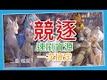 【二重螺旋】還在為銅幣、紅珠煩惱嗎? 一片教會你 thumbnail