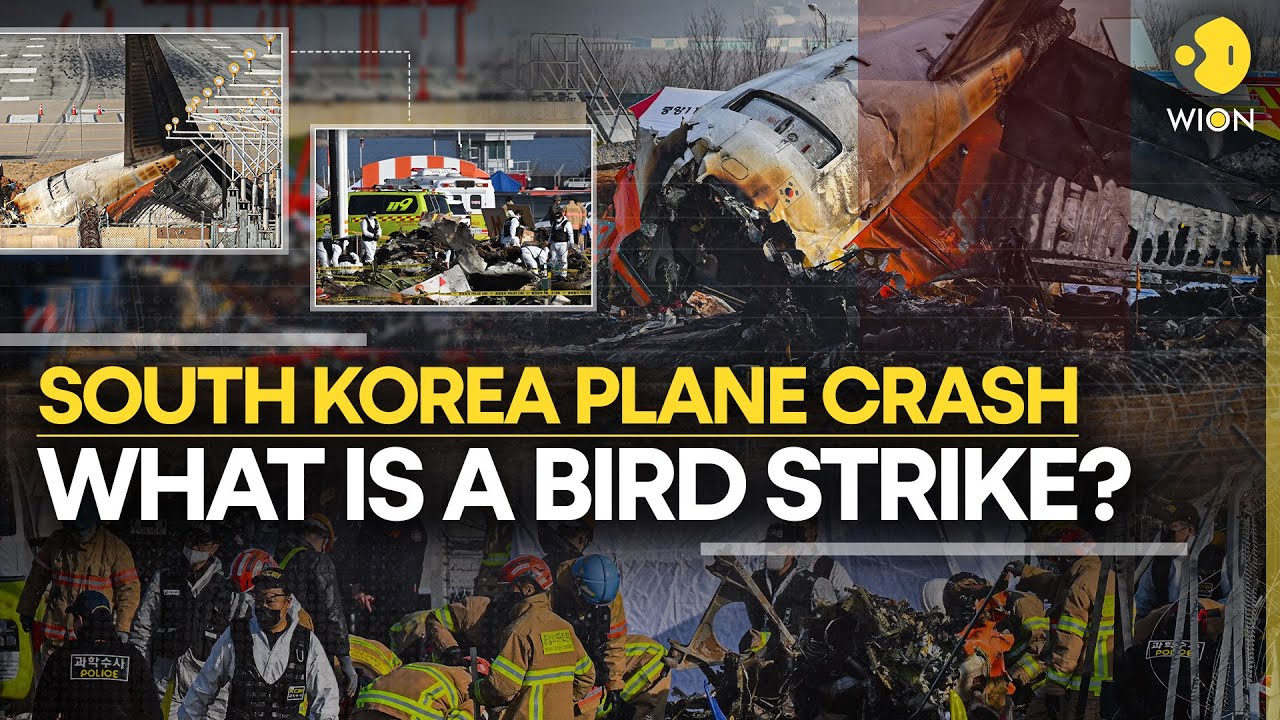 South Korea Plane Crash Leaves 179 People Dead, What Effects Do Bird ...