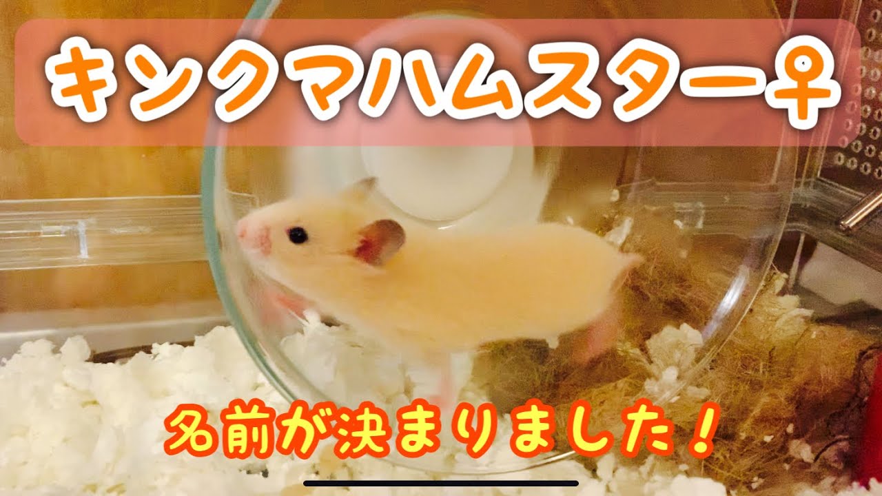 ハムスター 名前が決まりました Youtube